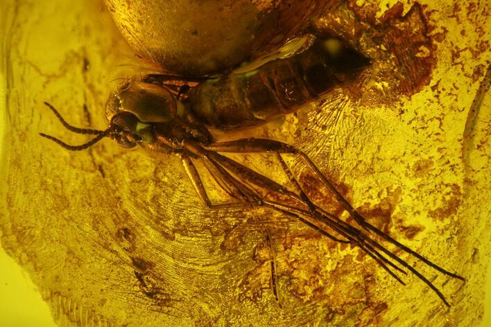 Detailed Fossil Fungus Gnat (Sciaridae) In Baltic Amber #145469